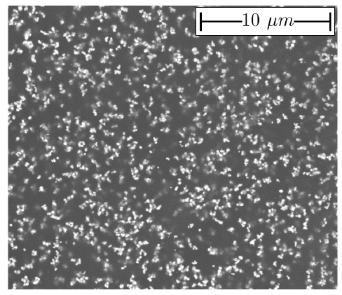 Figure 4: SEM picture of the SEC.