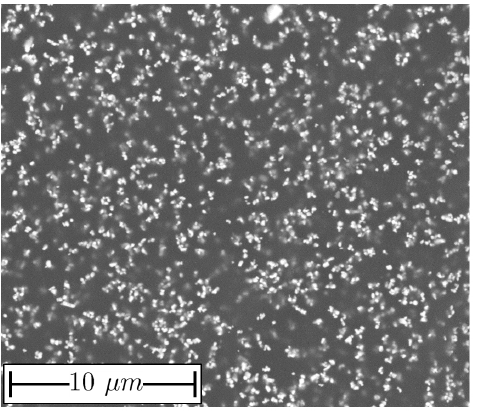 FIG. 2. SEM picture of an SEC.