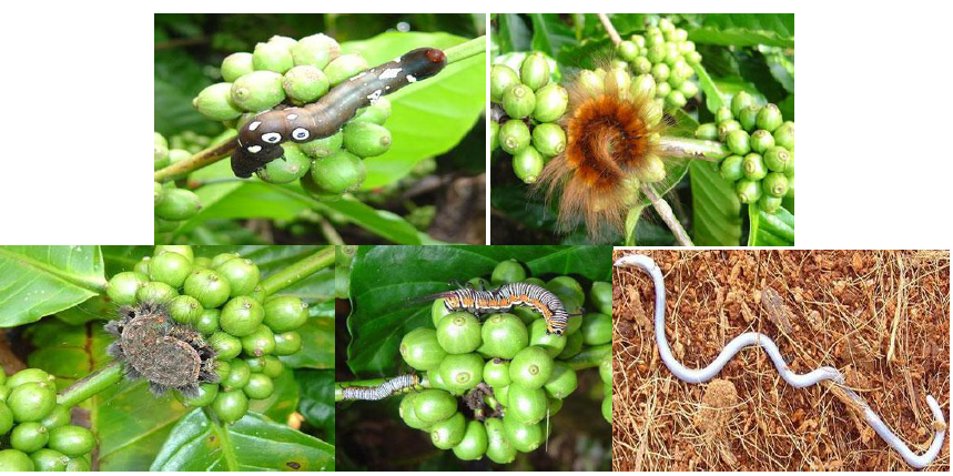 Fig3.Selection of coffee plantations affected with pests