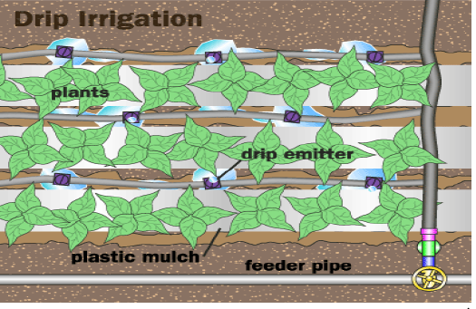 Figure 3 Drip System Irrigation