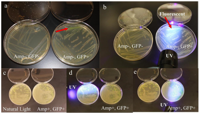 Fig. 5.3 Results of the pGREEN gene transformation.