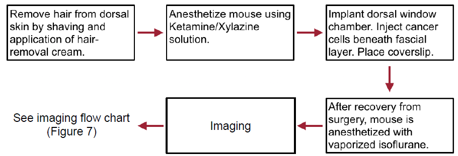 Figure 5 — Flow chart depicting the basic steps of the surgical procedure from preparation to recovery and imaging.