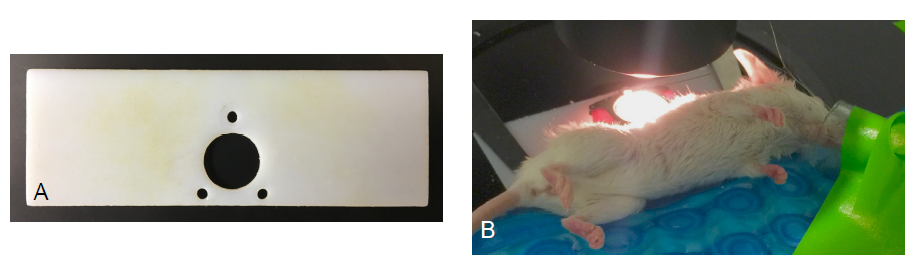 Figure 6 — A. Custom 3D printed imaging platform used to secure mice to stage of microscope. B. Mouse with imaging platform after being secured to microscope and nose cone positioned.