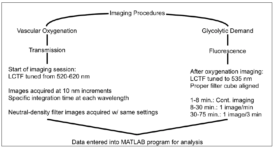 Figure 7 — Flow chart depicting the imaging processes for SO2 and glycolytic demand.