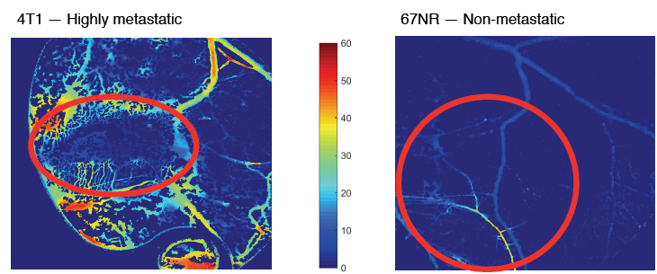 Figure 8 — Transmission images of SO2 with suspicious areas highlighted with a red circle. A. 4T1 tumor 8 days after injection of cells. B. 67NR tumor 15 days after injection.