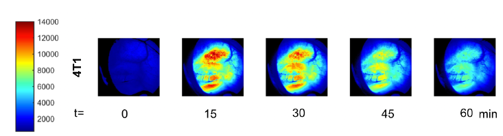 Figure 9 — In vivo uptake of 2-NBDG as quantification of glycolytic demand within 4T1 tumor and surrounding tissue.