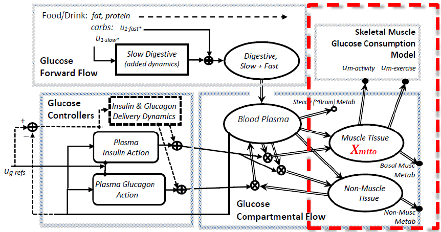 Figure 4.5: Schunk-Winters Model Structure with Exercise Focus. 