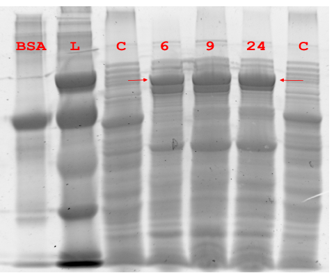 Figure 5.1 Expression of Pfu DNA Polymerase.