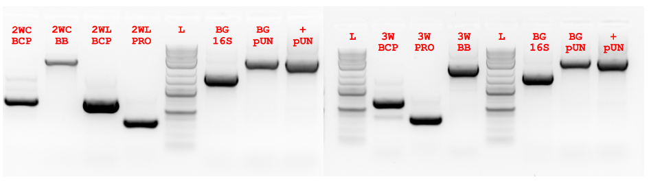 Figure 5.3 ex vivo PCR of 2-way and 3-way Fragments.