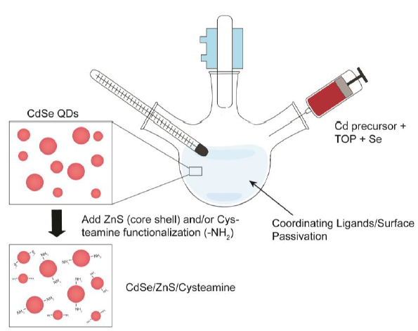 Figure 2-2. Synthesis scheme of CdSe/Zn/Cysteamine QDs.