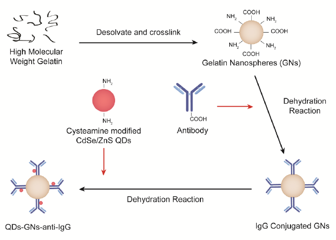 Figure 2-3. Functionalization scheme of Gelatin Nanospheres. 