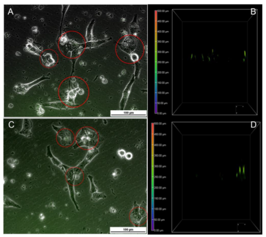 Figure 3-9. Cellular Interaction of GNP-anti-Ig/GQD and GNP-anti-IgG/QD/PEG with UTA-6 cells.