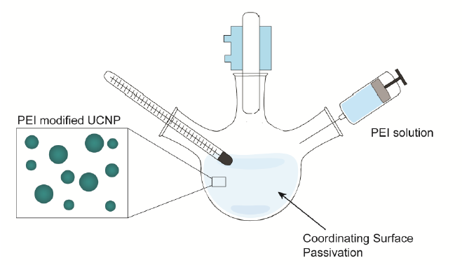 Figure 4-2. Synthesis schematic of upconversion nanoparticles modified with PEI. The synthesis occurs in a one pot reaction to grow the NaGdF4: Er, Yb UCNPs.