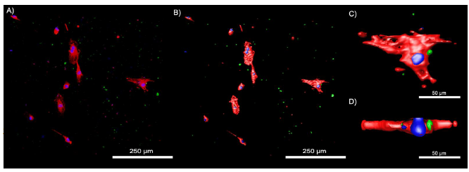 Figure 4-12. Confocal images of HUVECs treated with FITC tagged Gd-antiVEGF UCNPs